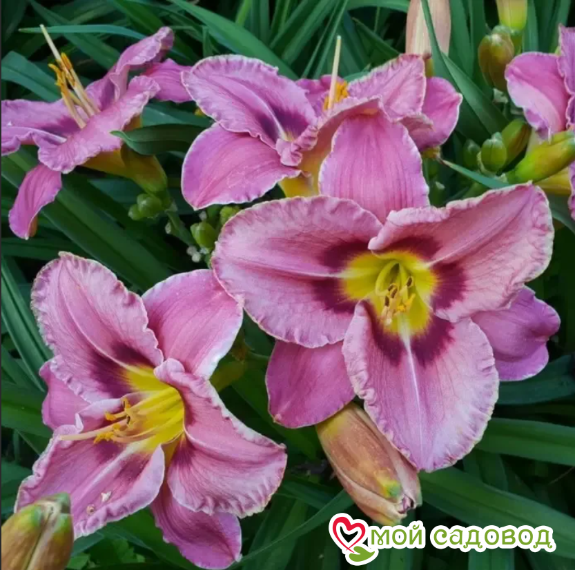 ЛИЛЕЙНИК ОЛВЕЙС АФТЕРНУН